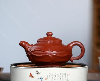 風(fēng)卷葵 風(fēng)卷葵